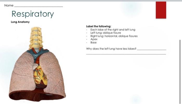Solved Respiratory Lung Anatomy Label the following: - Each | Chegg.com