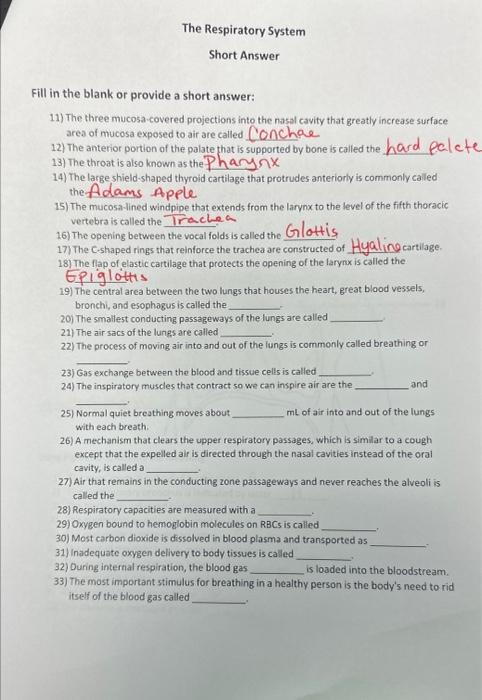 Solved The Respiratory System Short Answer 1 in the blank or | Chegg.com