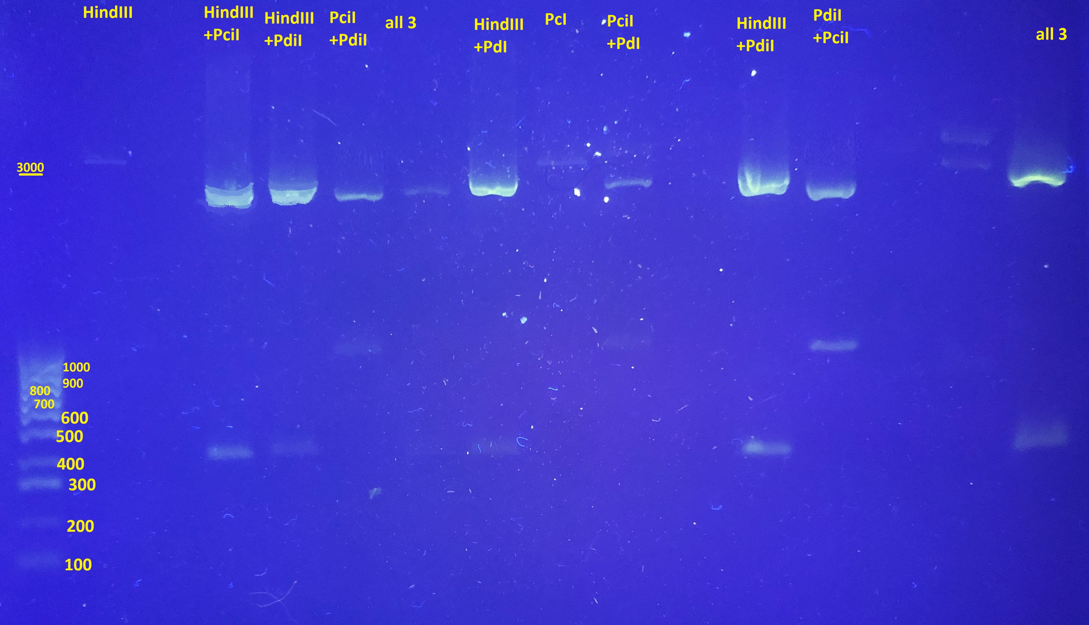 Solved What is the plasmid DNA length? (When determining | Chegg.com