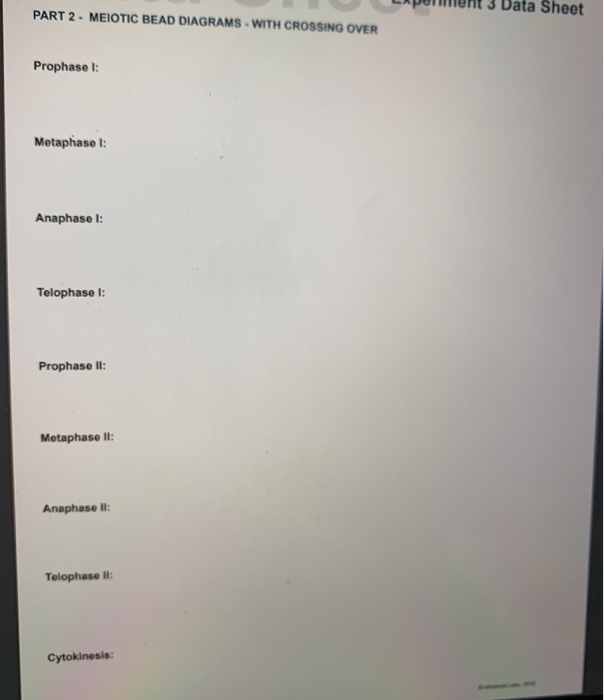 Solved 3 Data Sheet PART 2 MEIOTIC BEAD DIAGRAMS. WITH
