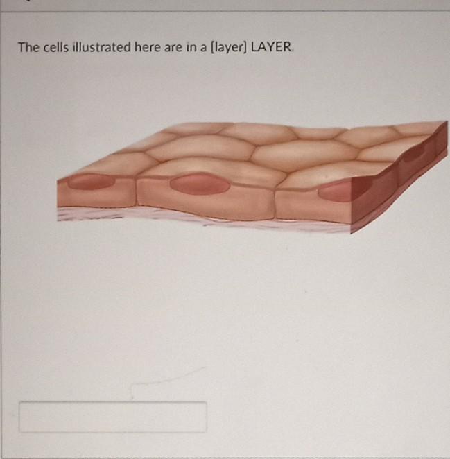 Solved The cells illustrated here are in a (layer) LAYER | Chegg.com
