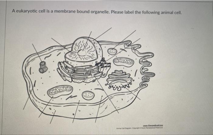 Solved A eukaryotic cell is a membrane bound organelle. | Chegg.com