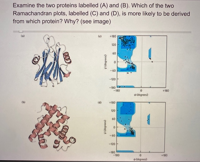 solved-examine-the-two-proteins-labelled-a-and-b-which-chegg