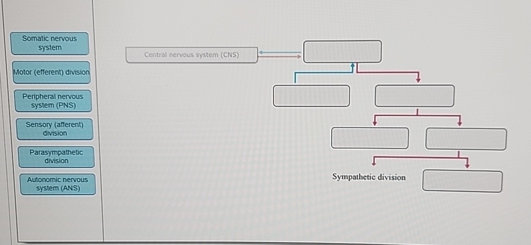 Peripheral nervous system (PNS)Sensory (afferent) | Chegg.com