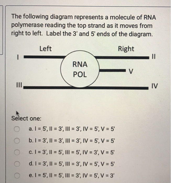 Solved The Following Diagram Represents A Molecule Of RNA | Chegg.com