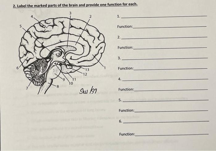 Solved 2. Label the marked parts of the brain and provide | Chegg.com
