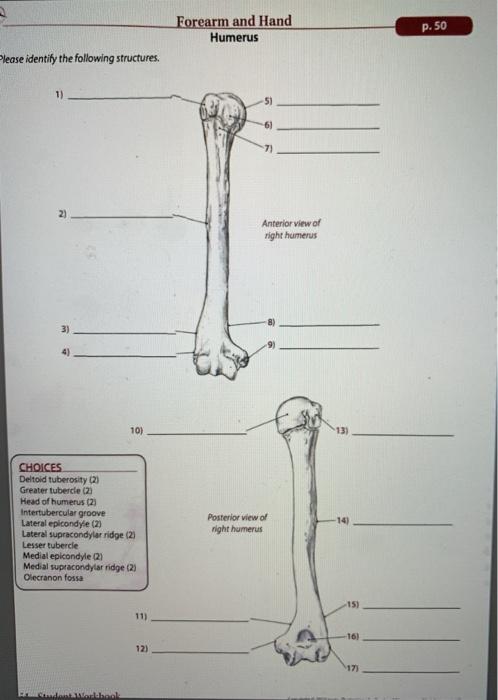 Solved Forearm and Hand Humerus P. 50 Please identify the | Chegg.com
