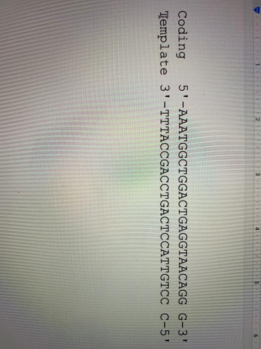 Solved 2 3 5 6 Coding 5'-AAATGGCTGGAСTGAGGTAACAGG G-3 | Chegg.com
