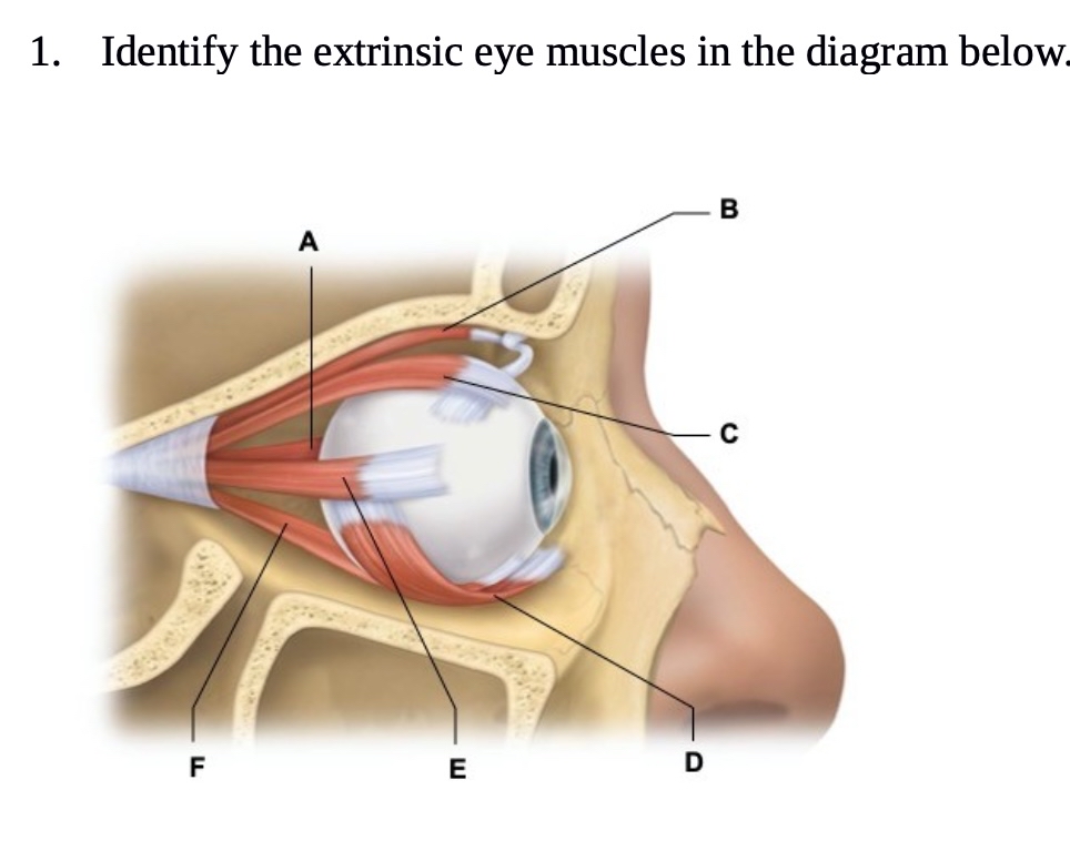 Solved Identify the extrinsic eye muscles in the diagram | Chegg.com