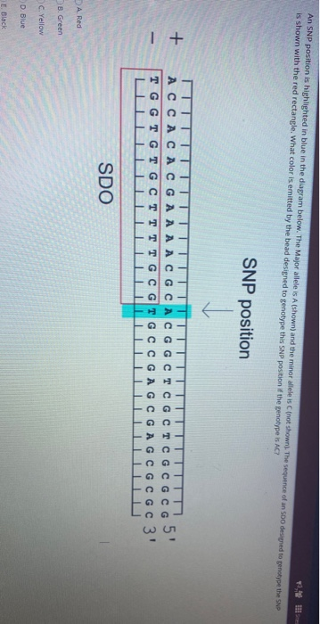 An SNP position is highlighted in blue in the diagram | Chegg.com