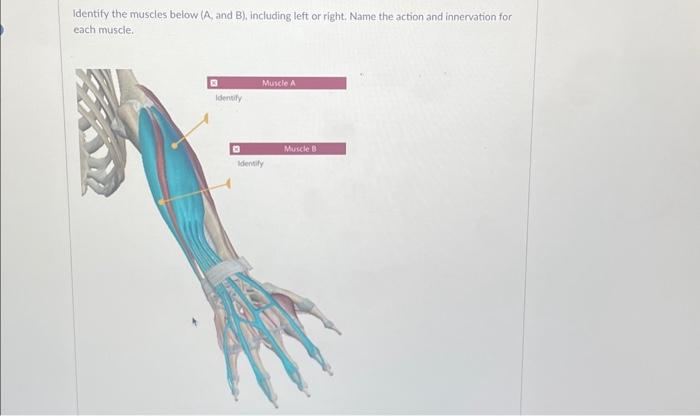 Identify The Muscles Below ( A, And B ), Including | Chegg.com