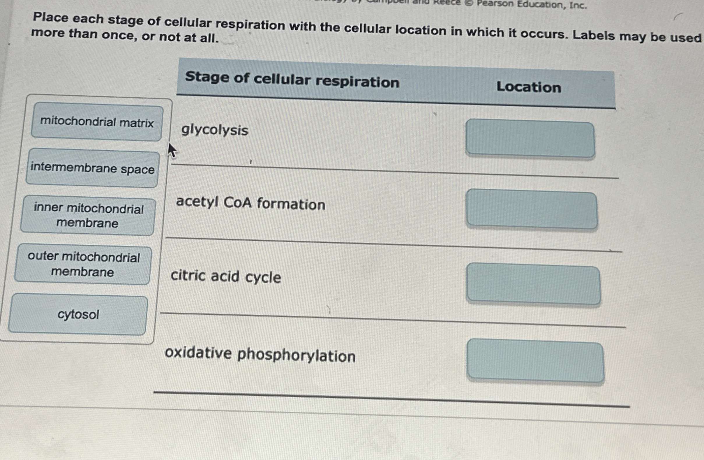 Solved Place each stage of cellular respiration with the | Chegg.com