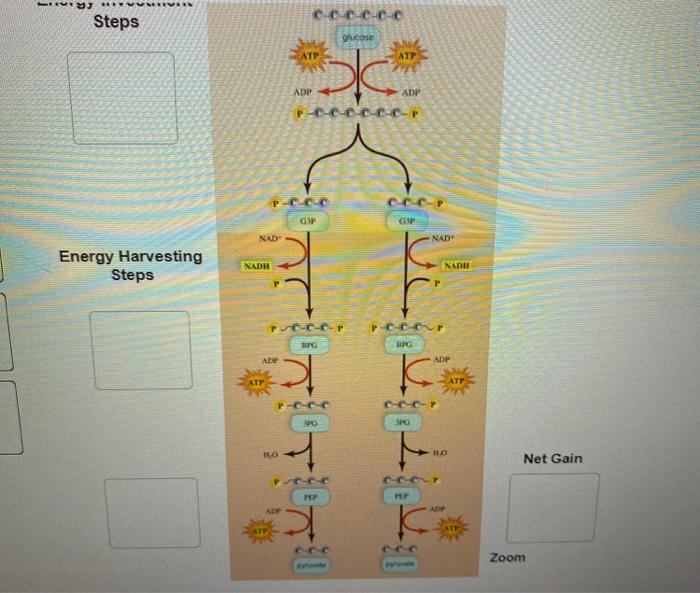 Solved Complete the following diagram to describe the ATP