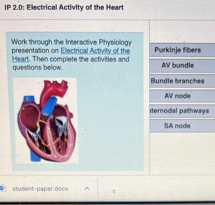 Solved IP 2.0: Electrical Activity of the Heart Work through | Chegg.com
