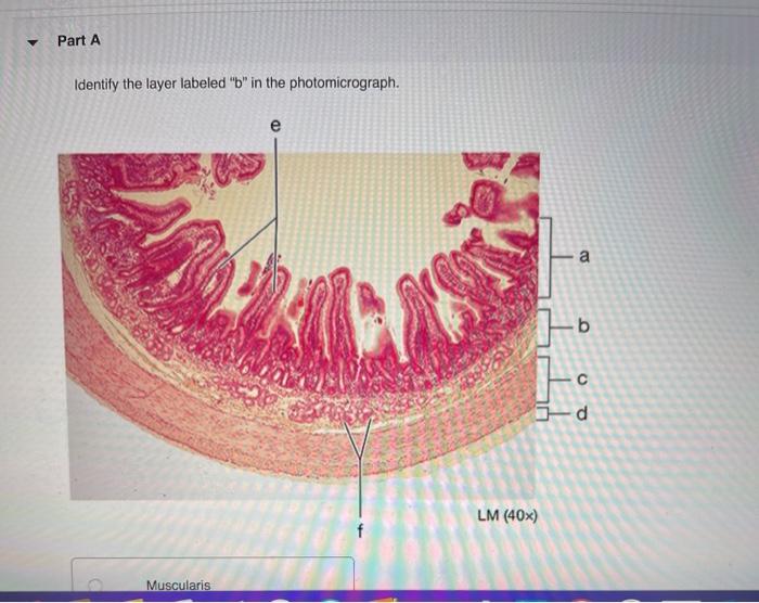 Solved Part A Identify the layer labeled 