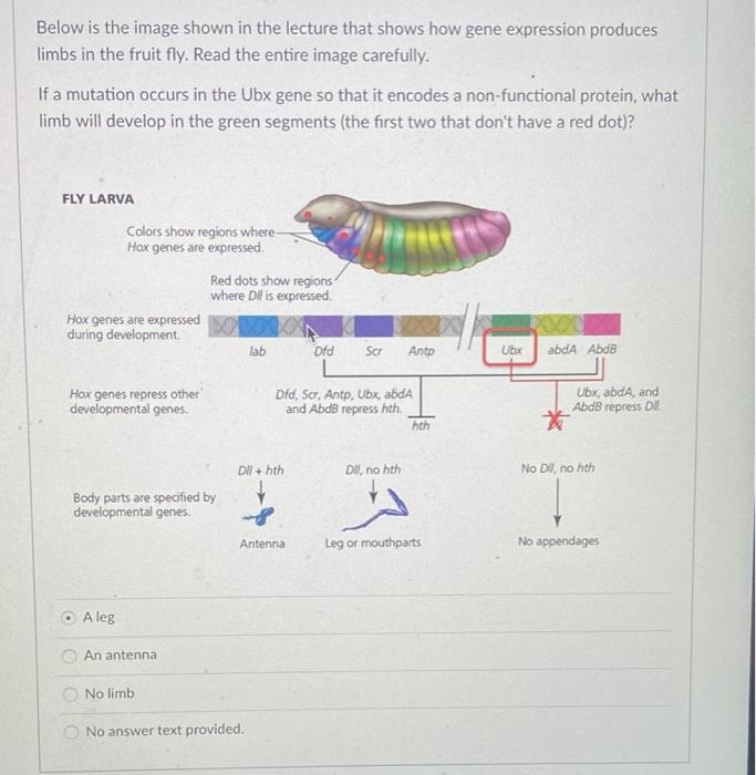 Solved Below is the image shown in the lecture that shows | Chegg.com