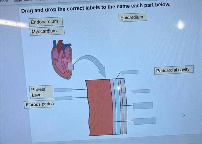 Solved Drag and drop the correct labels to the name each | Chegg.com