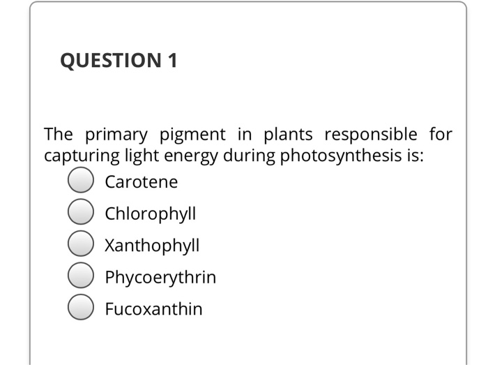 pigment in plants