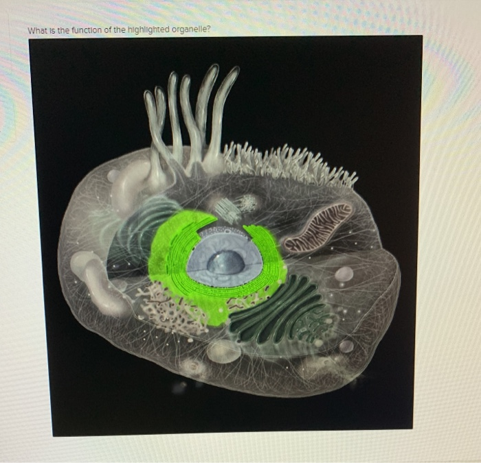 Solved What is the function of the highlighted organelle? | Chegg.com