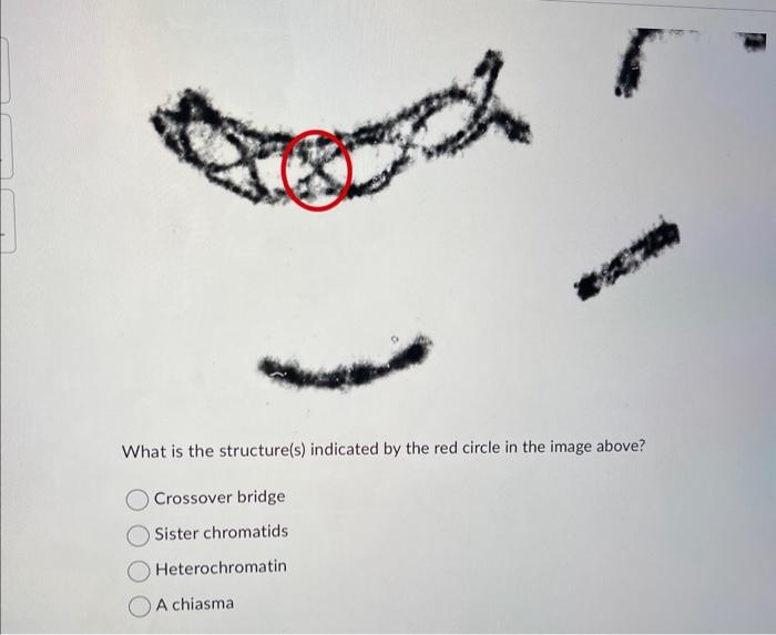 Solved What is the structure(s) indicated by the red circle | Chegg.com
