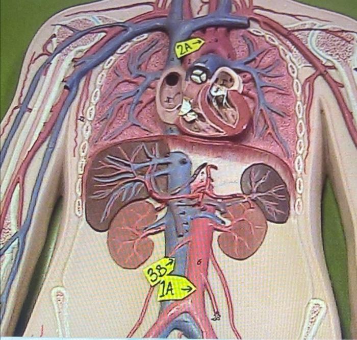 Blood Vessels Worksheet/Case Studies