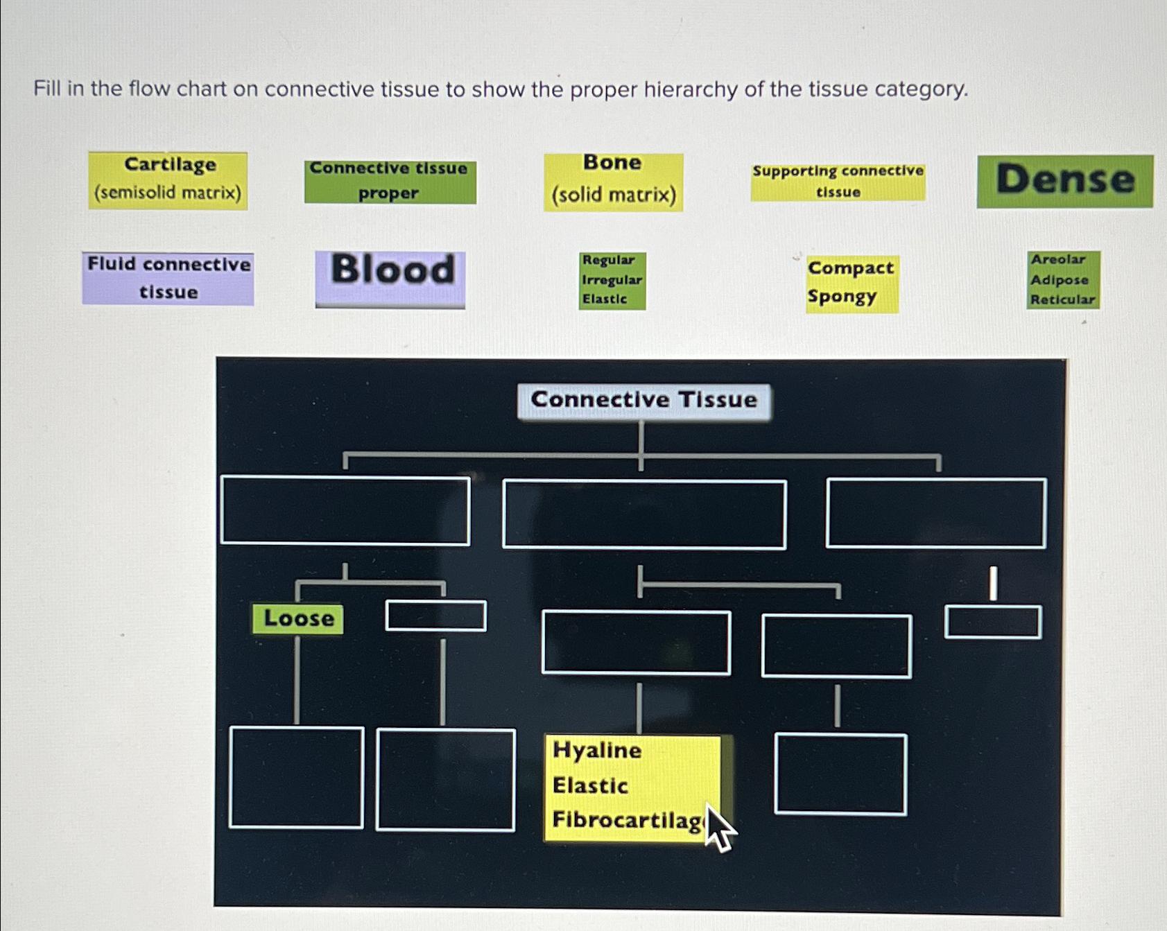 Solved Fill in the flow chart on connective tissue to show