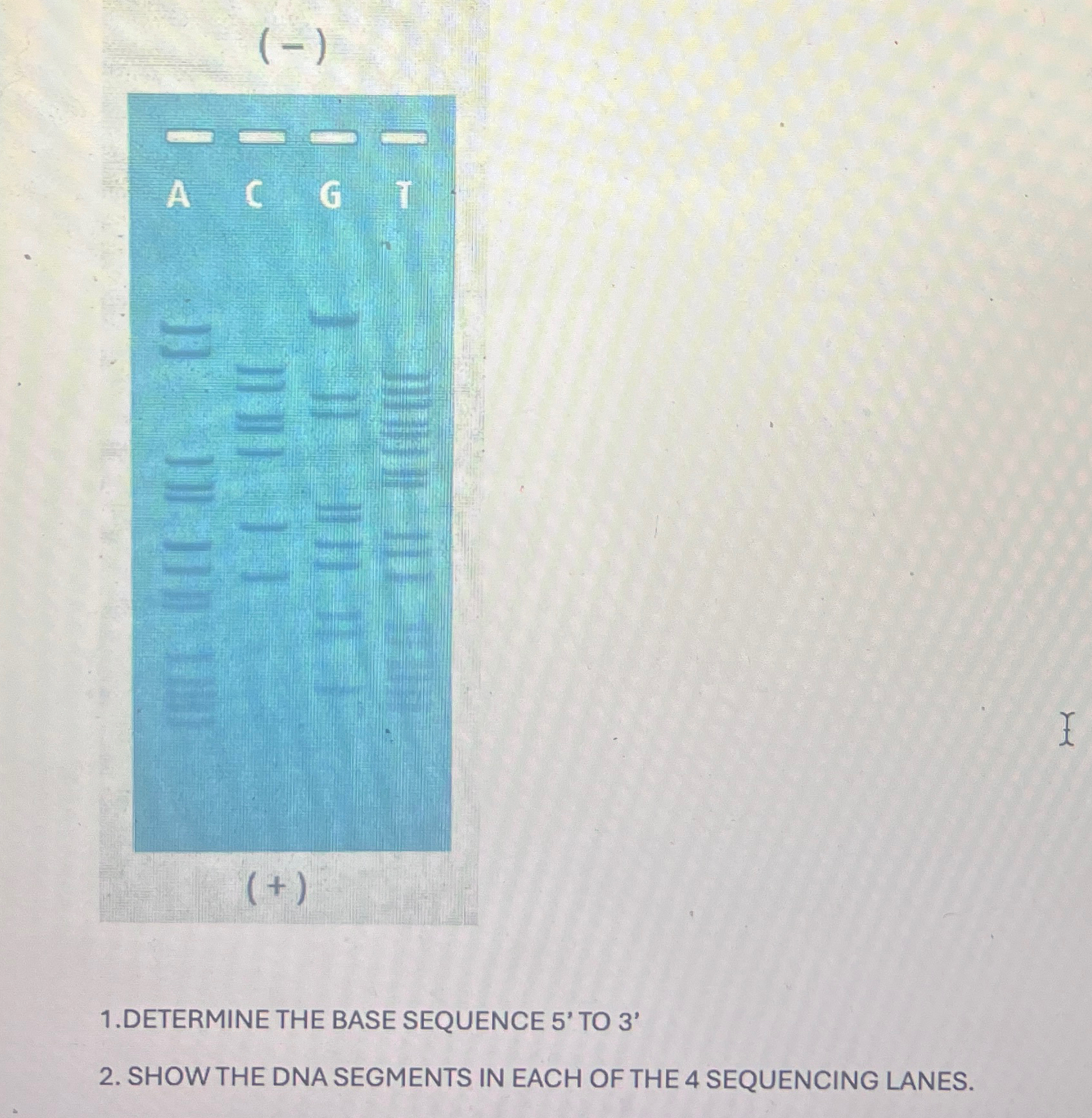 Solved 1.DETERMINE THE BASE SEQUENCE 5' ﻿TO 3'2. ﻿SHOW THE | Chegg.com
