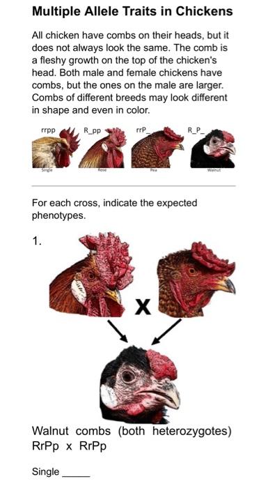 Solved Multiple Allele Traits in Chickens All chicken have | Chegg.com