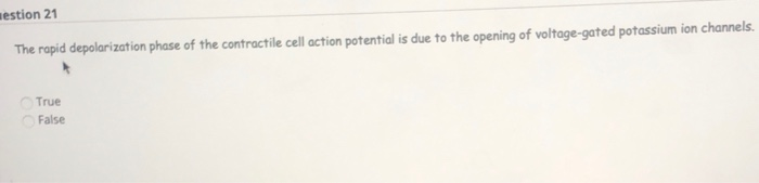 the depolarization phase of the action potential is generated by a rapid