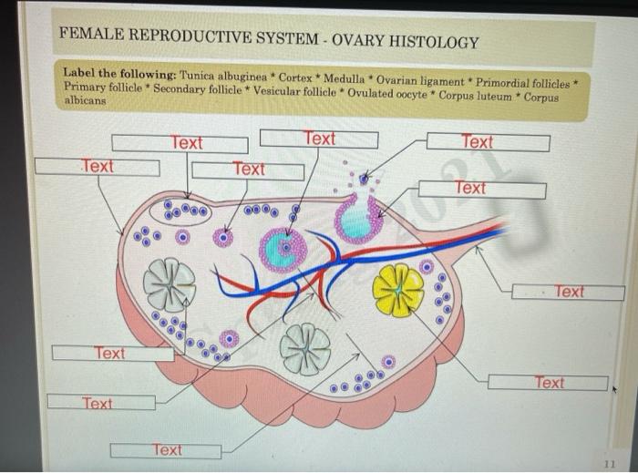 ovary medulla histology