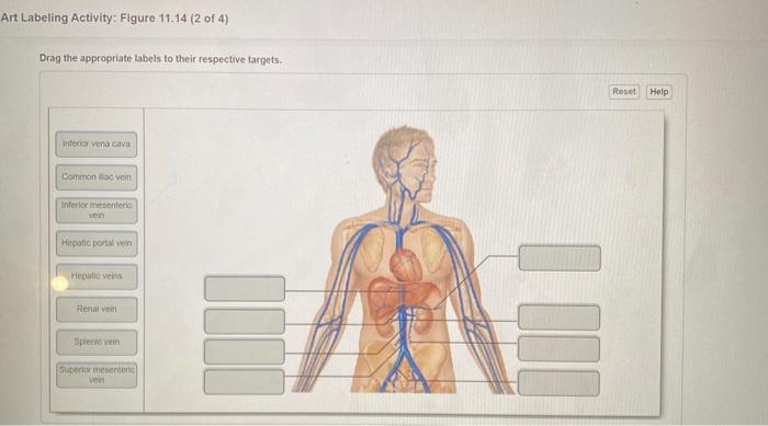 Art Labeling Activity: Figure \( 11.14 \) (2 of 4)
Drag the appropriate Labels to their respective targets.