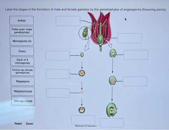 gametes in plants