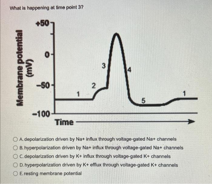 What is happening at time point 3? A. depolarization | Chegg.com