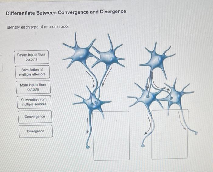 Solved Differentiate Between Convergence and Divergence | Chegg.com