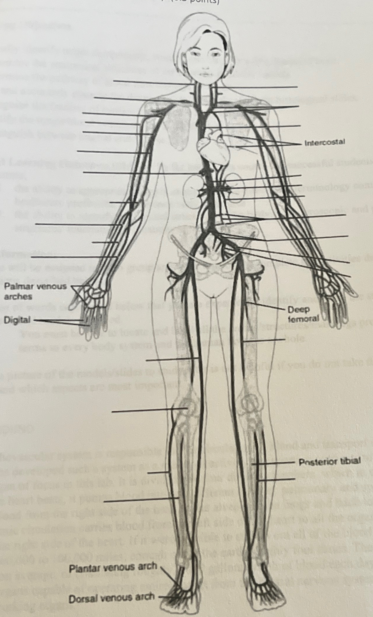 Art Labeling Activity The Major Systemic Arteries 89 - pijmo7m