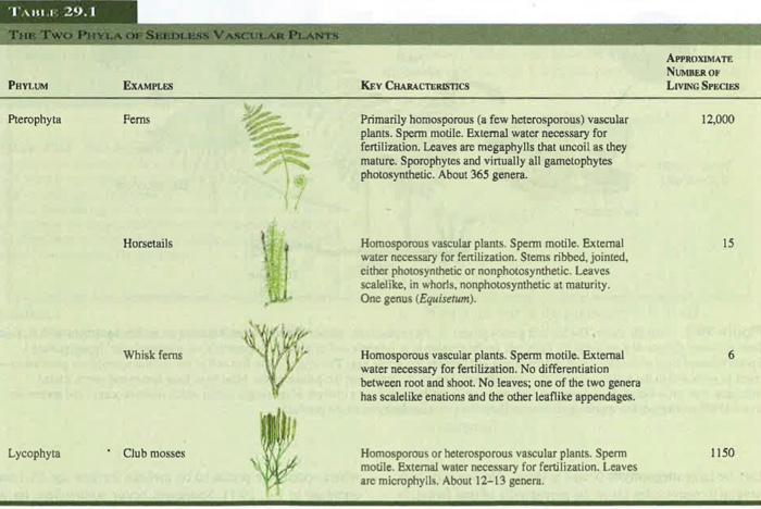 seedless vascular plants examples