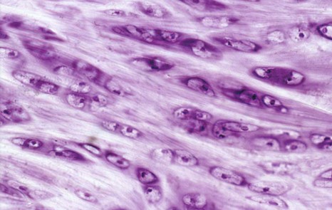 Solved Which of the following is correct about the tissue | Chegg.com