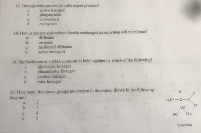 Solved 17 Through What Process Do Cells Export Proteins Chegg Com