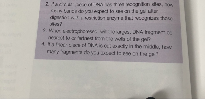 Solved 2. If a circular piece of DNA has three recognition | Chegg.com
