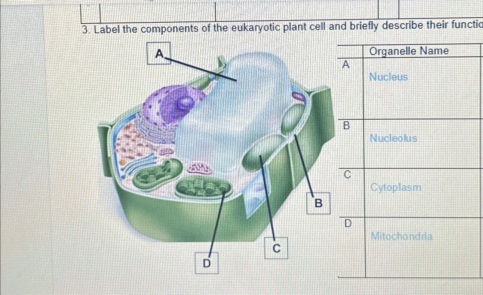 Solved Label the components of the eukaryotic plant cell and | Chegg.com
