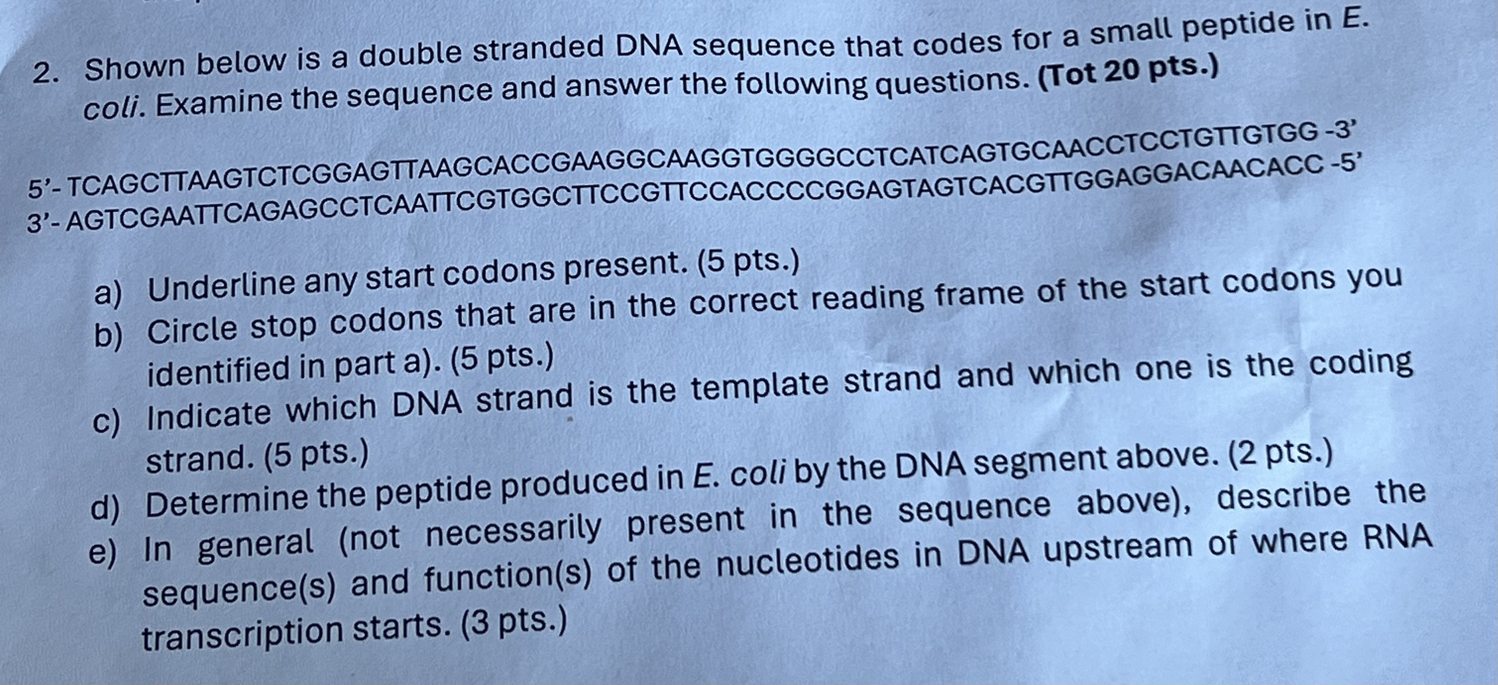 Solved Shown Below Is A Double Stranded Dna Sequence That 0322