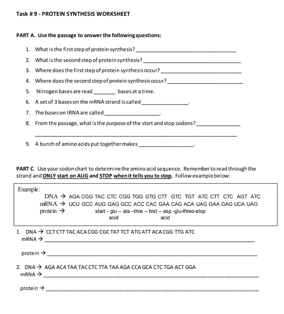 Solved Task #21 - PROTEIN SYNTHESIS WORKSHEET PART A. Use the In Protein Synthesis Review Worksheet Answers