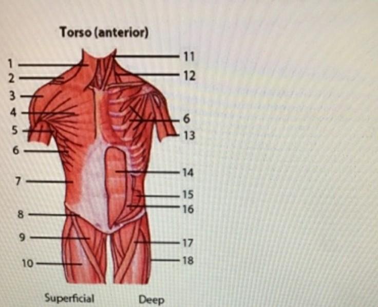 Solved Torso Anterior 12 1 2 3 4 5 6 13 6 14 7 15 16 8 Chegg Com