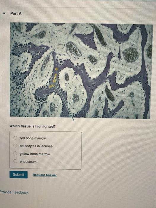 Solved Part A Which structure is highlighted? adipocyte C | Chegg.com