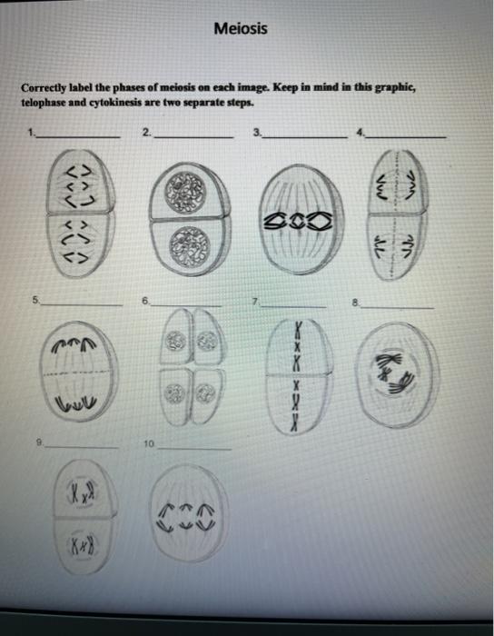 Solved Cell Cycle Wheel Correctly label the parts of the | Chegg.com