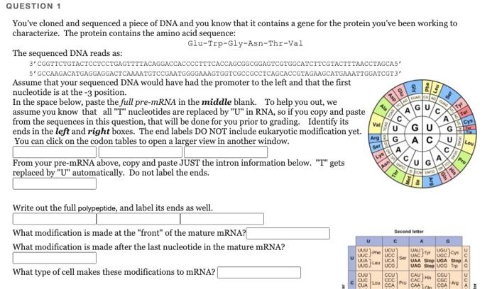 Solved QUESTTUNT You've cloned and sequenced a piece of DNA | Chegg.com