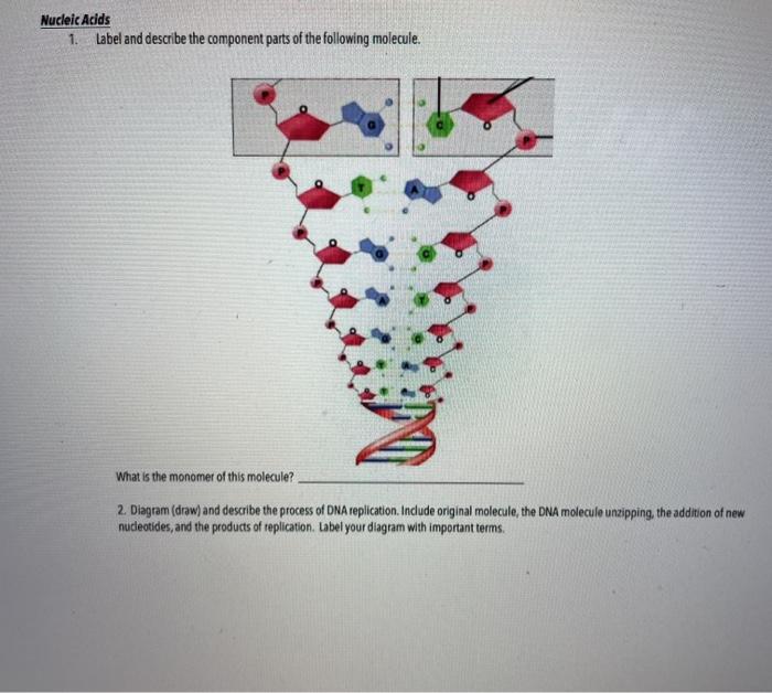 Solved Nucleic Acids 1. Label and describe the component | Chegg.com