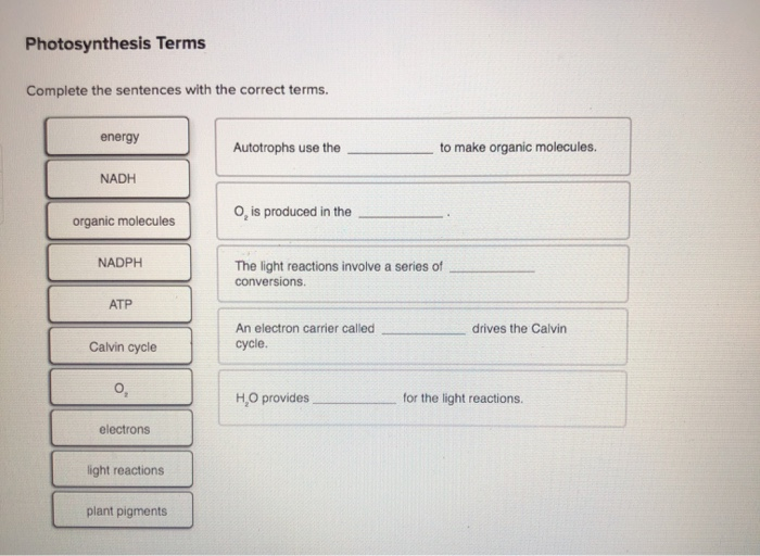 Fill In The Blanks Below To Complete The Sentences About Photosynthetic Reactions