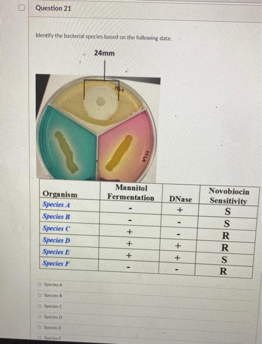 Solved Question 21 Identify the bacterial species based on | Chegg.com