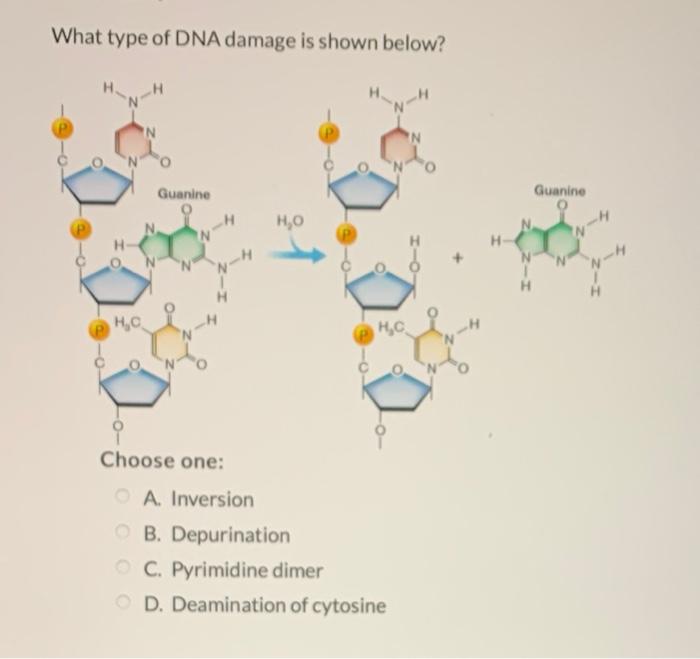 Solved What Type Of Dna Damage Is Shown Below? H N Guanine 